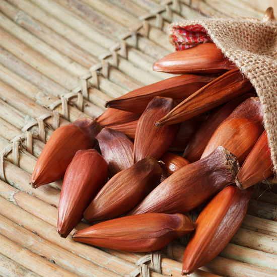 Pinhão: semente, castanha ou fruto?, Terra da Gente